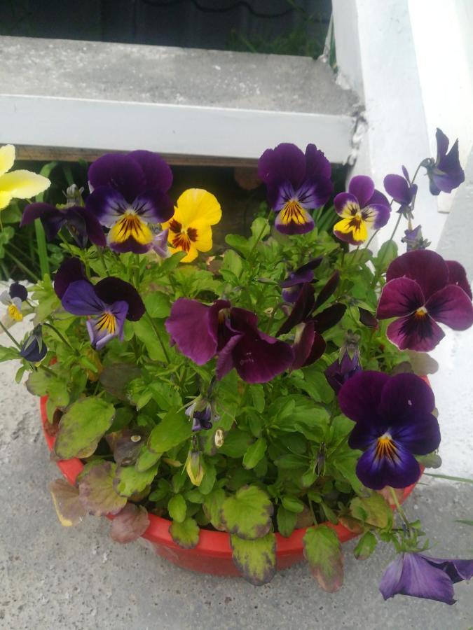 Lela Rezo Guesthouse Kazbegi Eksteriør billede